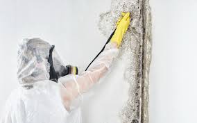 Forensic Mold Investigation in Hope, AR